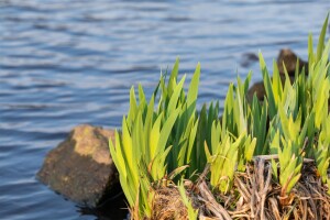 Iris pseudacorus 9 cm Topf - Größe nach Saison