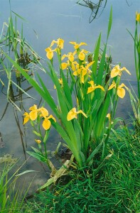 Iris pseudacorus 9 cm Topf - Größe nach Saison