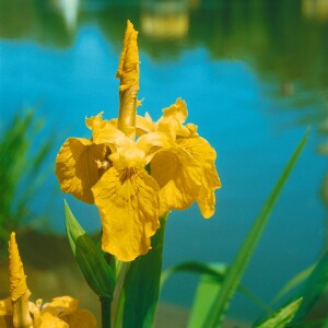 Iris pseudacorus 9 cm Topf - Größe nach Saison