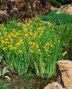 Iris pseudacorus 9 cm Topf - Größe nach Saison