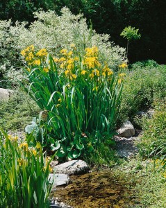 Iris pseudacorus 9 cm Topf - Größe nach Saison