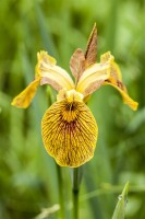 Iris pseudacorus 9 cm Topf - Größe nach Saison