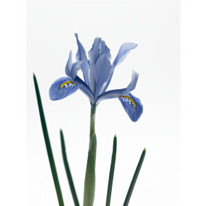 Iris reticulata Alida 9 cm Topf - Größe nach...