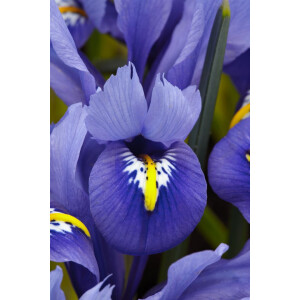 Iris reticulata Harmony 9 cm Topf - Größe nach...