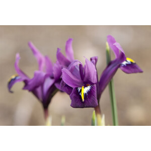 Iris reticulata J.S.Dijt 9 cm Topf - Größe...