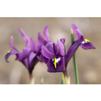Iris reticulata J.S.Dijt 9 cm Topf - Größe...