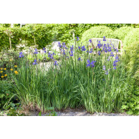 Iris setosa 9 cm Topf - Größe nach Saison