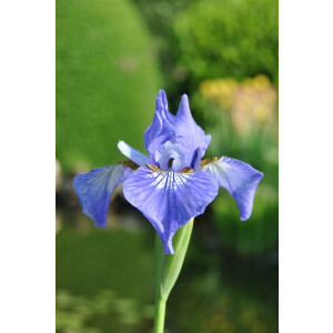 Iris setosa 11 cm Topf - Größe nach Saison