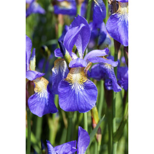 Iris sibirica P 0,5