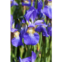 Iris sibirica 9 cm Topf - Größe nach Saison