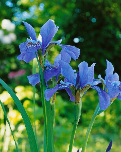 Iris sibirica Blue King 11 cm Topf - Größe nach Saison