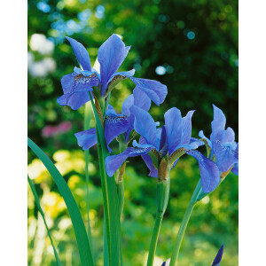 Iris sibirica Blue King 11 cm Topf - Größe...