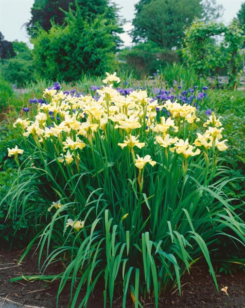 Iris sibirica Butter and Sugar 9 cm Topf - Größe nach Saison