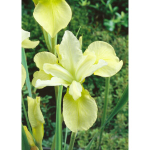 Iris sibirica Butter and Sugar 9 cm Topf -...