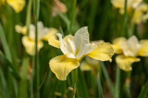 Iris sibirica Butter and Sugar 9 cm Topf - Größe nach Saison