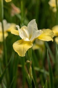 Iris sibirica Butter and Sugar 9 cm Topf - Größe nach Saison