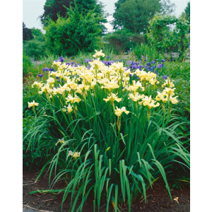 Iris sibirica Butter and Sugar P 0,5