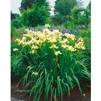 Iris sibirica Butter and Sugar 9 cm Topf -...