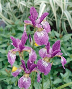 Iris sibirica Ewen 11 cm Topf - Größe nach Saison