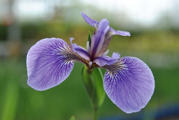 Iris sibirica Perrys Blue 9 cm Topf - Größe nach Saison