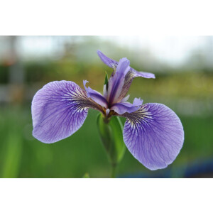 Iris sibirica Perrys Blue 9 cm Topf - Größe...