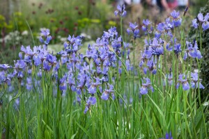 Iris sibirica Perrys Blue 9 cm Topf - Größe nach Saison