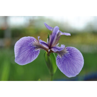 Iris sibirica Perrys Blue 9 cm Topf - Größe...