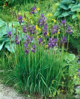 Iris sibirica Perrys Blue 9 cm Topf - Größe nach Saison