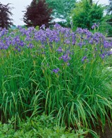 Iris sibirica Perrys Blue 9 cm Topf - Größe nach Saison