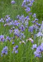 Iris sibirica Perrys Blue 9 cm Topf - Größe nach Saison