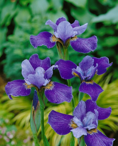 Iris sibirica Silver Edge 11 cm Topf - Größe nach Saison