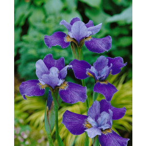 Iris sibirica Silver Edge 11 cm Topf - Größe...