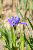 Iris sibirica Silver Edge 11 cm Topf - Größe nach Saison