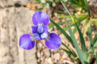 Iris sibirica Silver Edge 11 cm Topf - Größe nach Saison