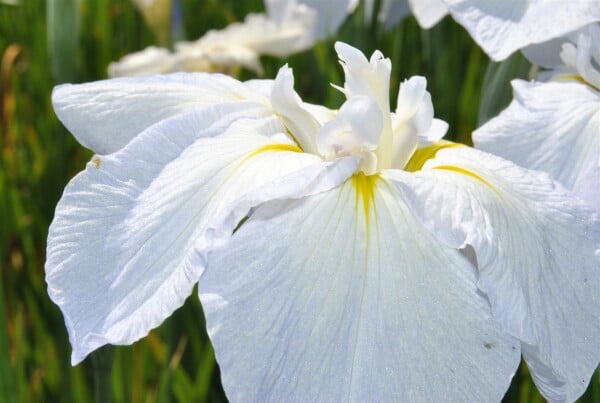 Iris sibirica Snow Queen 11 cm Topf - Größe nach Saison