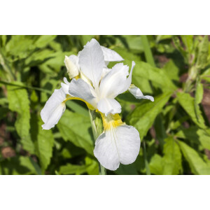 Iris sibirica Snow Queen 11 cm Topf - Größe...