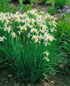 Iris sibirica Snow Queen 11 cm Topf - Größe nach Saison