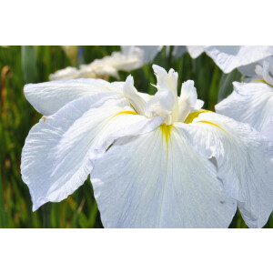Iris sibirica Snow Queen P 1