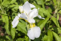 Iris sibirica Snow Queen 11 cm Topf - Größe nach Saison