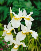 Iris sibirica Snow Queen 11 cm Topf - Größe nach Saison