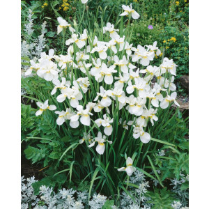 Iris sibirica White Swirl P 1