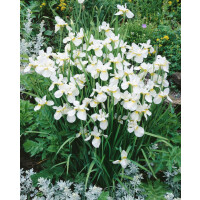 Iris sibirica White Swirl 11 cm Topf - Größe...