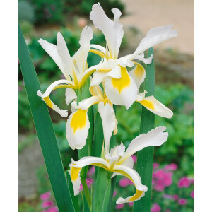 Iris spuria 9 cm Topf - Größe nach Saison