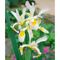 Iris spuria 9 cm Topf - Größe nach Saison