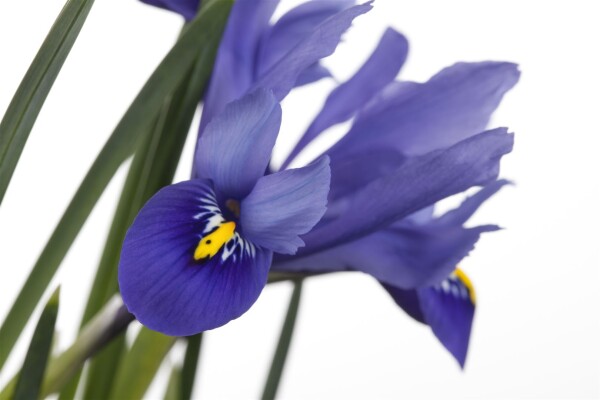 Iris versicolor 9 cm Topf - Größe nach Saison