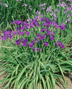 Iris versicolor 9 cm Topf - Größe nach Saison