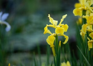 Iris versicolor 9 cm Topf - Größe nach Saison