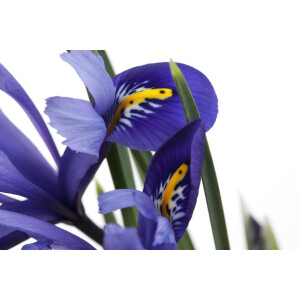 Iris versicolor 9 cm Topf - Größe nach Saison