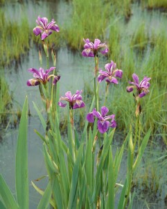 Iris versicolor 9 cm Topf - Größe nach Saison