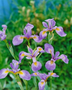 Iris versicolor 9 cm Topf - Größe nach Saison